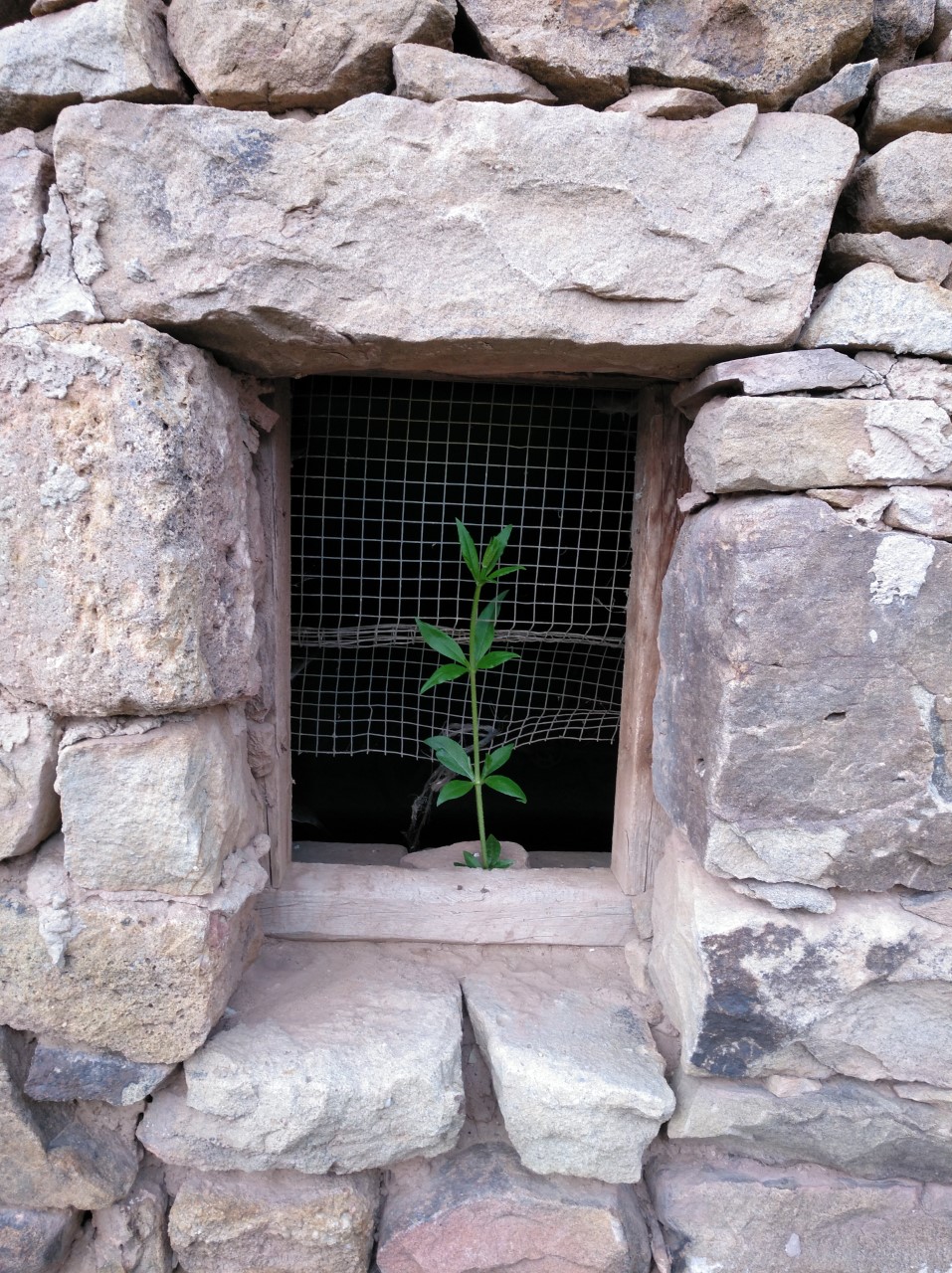 Me asomo a la ventana Isabel