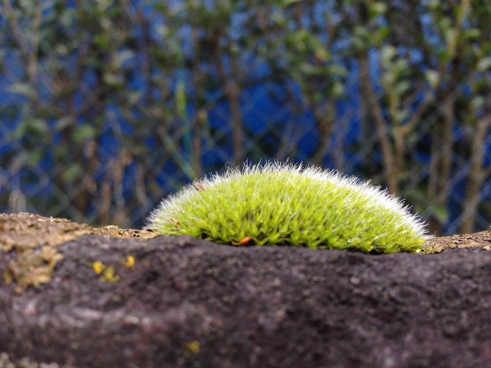Verde esfera Joaquín