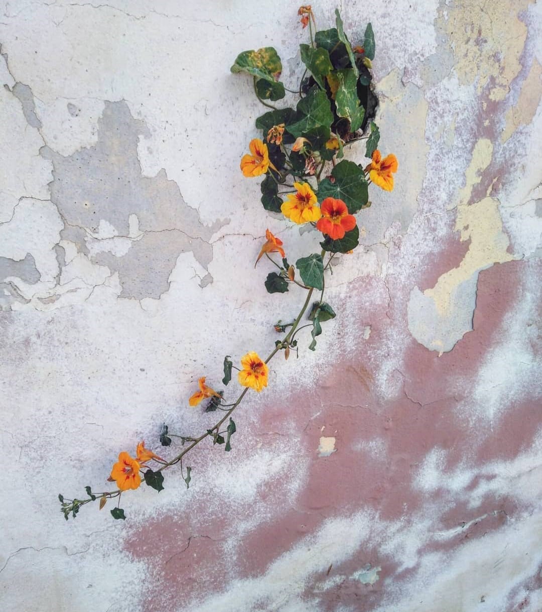 Flores en grieta Mel Gar Di