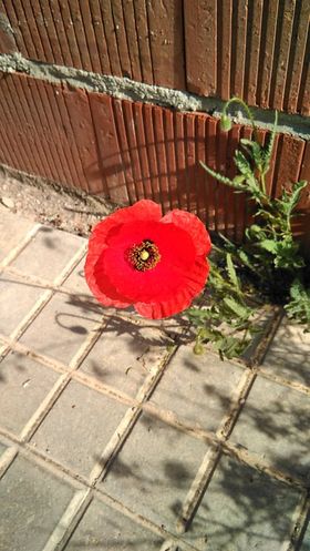 Amapola Miguela Cantón